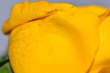 Güzel sarı gül çiçeğinin makro çekimi  