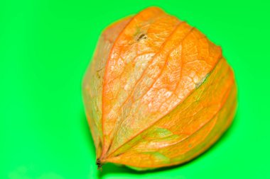 Taze meyve, Physalis Peruviana.
