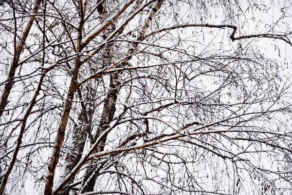 Зимний Пейзаж Заснеженными Деревьями Городе — стоковое фото