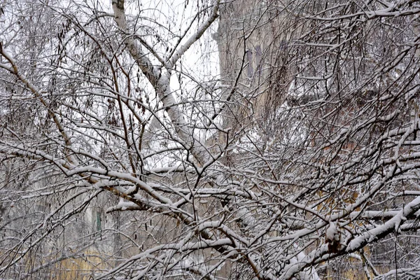 冬季景观 城市里有积雪覆盖的树木 — 图库照片