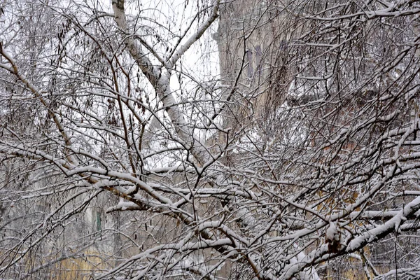 Paysage Hivernal Avec Des Arbres Enneigés Dans Ville — Photo