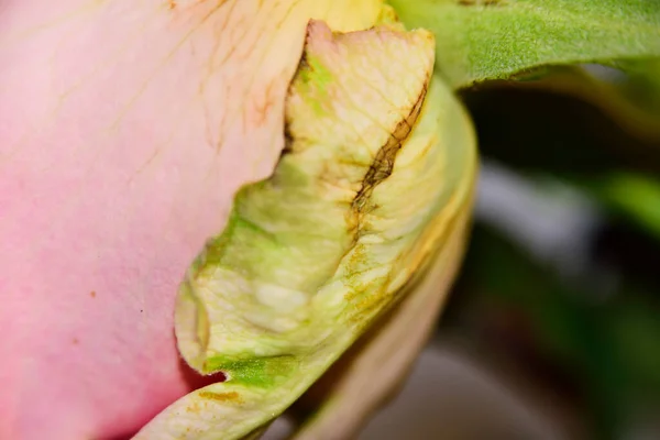 美しいバラの花のマクロショット — ストック写真