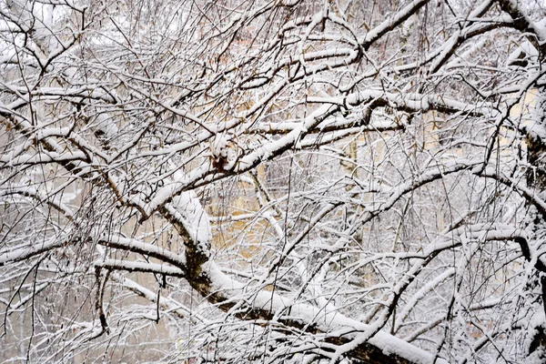 冬季景观 城市里有积雪覆盖的树木 — 图库照片