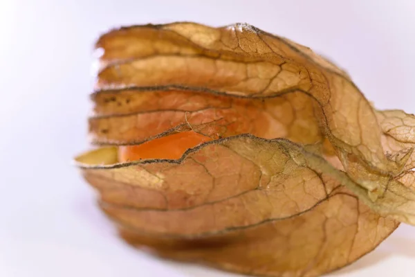 Macro Shot Frutas Frescas Physalis Peruviana — Fotografia de Stock