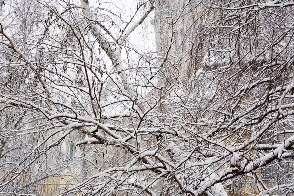 冬季景观 城市里有积雪覆盖的树木 — 图库照片