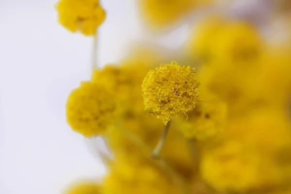 Vacker Mimosa Vit Bakgrund — Stockfoto