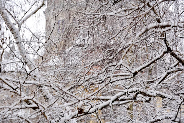 Paysage Hivernal Avec Des Arbres Enneigés Dans Ville — Photo