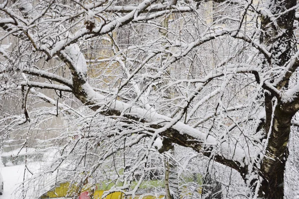 Paisaje Invernal Con Árboles Cubiertos Nieve Ciudad —  Fotos de Stock