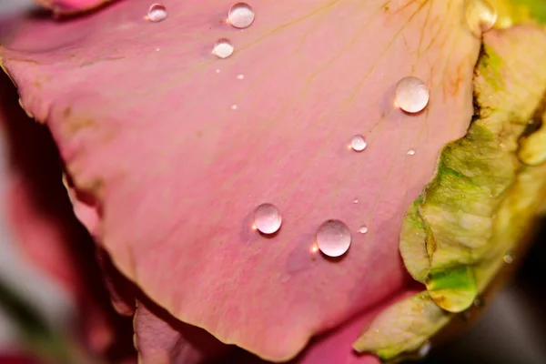 Beautiful Rose Flower Dewdrops Macro Shot — Stock Photo, Image