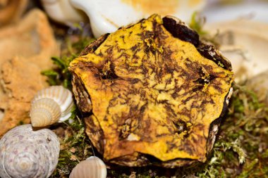 Güzel botanik fotoğrafı, doğal duvar kağıdı.