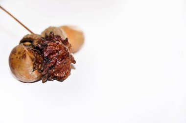 Beyaz bir arkaplanda kahverengi bir palamut yakın çekim