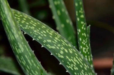 aloe vera arkaplanını kapat  
