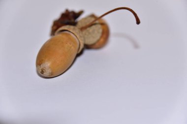 Beyaz bir arkaplanda kahverengi bir palamut yakın çekim