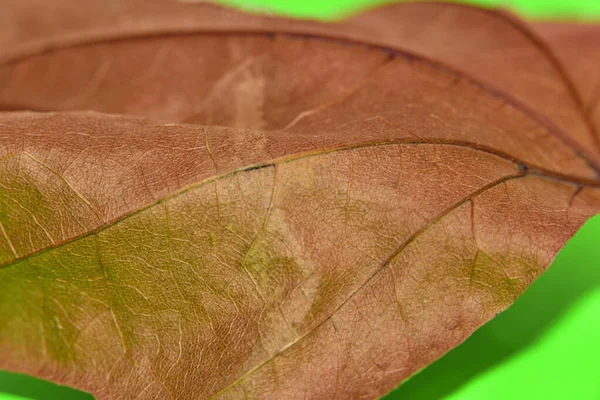 Primer Plano Hoja Sobre Fondo Verde —  Fotos de Stock