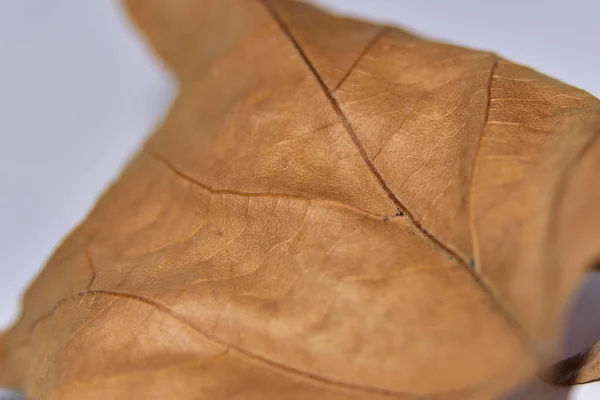 Herbstblätter Der Eiche Auf Weißem Hintergrund — Stockfoto