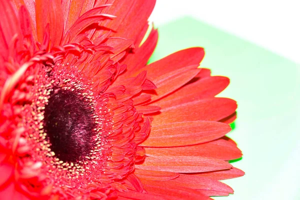 Flor Gerbera Vermelho Isolado Fundo Branco — Fotografia de Stock