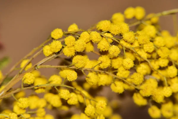 Hermosa Mimosa Sobre Fondo Blanco — Foto de Stock