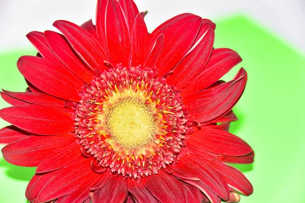 Flor Gerbera Vermelho Isolado Fundo Branco — Fotografia de Stock