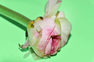 Yeşil arka planda güzel, yumuşak bir çiçek