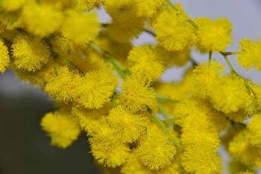 Güzel küçük sarı çiçekler, yakın görüş.