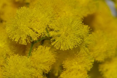 Güzel küçük sarı çiçekler, yakın görüş.