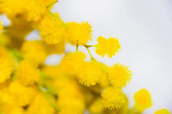 Lindas Flores Amarelas Minúsculas Vista Perto — Fotografia de Stock