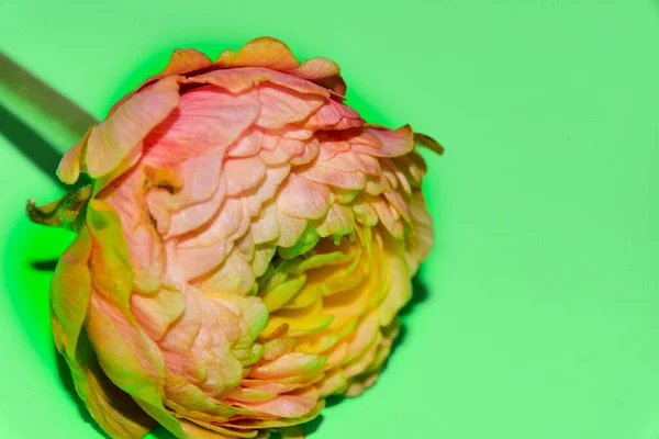 Yeşil Arka Planda Güzel Yumuşak Bir Çiçek — Stok fotoğraf