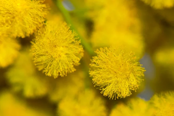 Krásné Malé Žluté Květy Zblízka Pohled — Stock fotografie