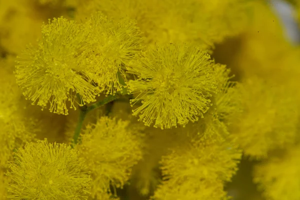 Lindas Flores Amarelas Minúsculas Vista Perto — Fotografia de Stock