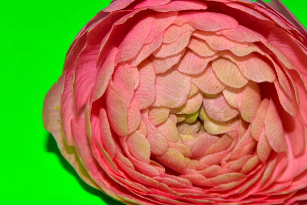 Yeşil Arka Planda Güzel Yumuşak Bir Çiçek — Stok fotoğraf