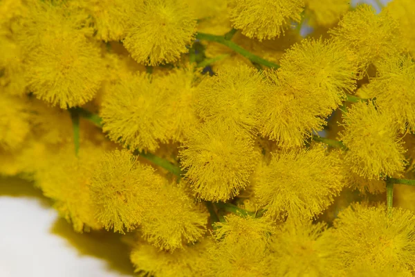 Lindas Flores Amarelas Minúsculas Vista Perto — Fotografia de Stock