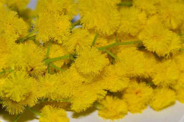 Mooie Kleine Gele Bloemen Van Dichtbij Bekeken — Stockfoto