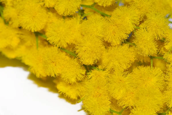 Gyönyörű Apró Sárga Virágok Közelről — Stock Fotó