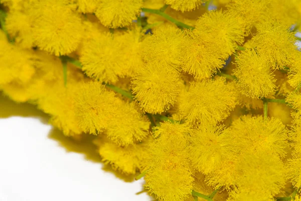 Bellissimi Minuscoli Fiori Gialli Vista Vicino — Foto Stock