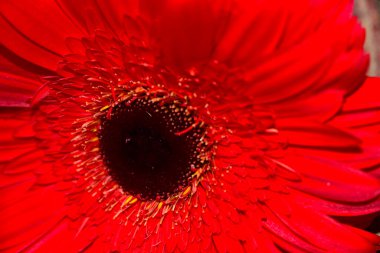 kırmızı gerbera çiçeği, yakın görüş