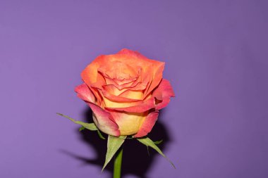 Mor arka planda güzel bir gül çiçeği