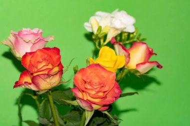 Yeşil arka planda güzel farklı çiçekler