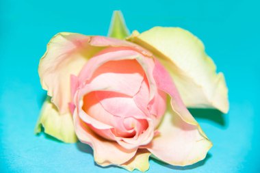 üzerinde mavi arka plan güzel beyaz gül