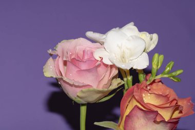 Mor arka planda güzel farklı çiçekler