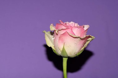 Mor arka planda güzel pembe bir gül