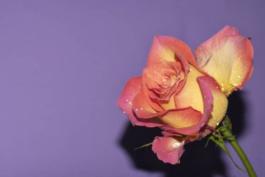 Mor arka planda güzel narin gül