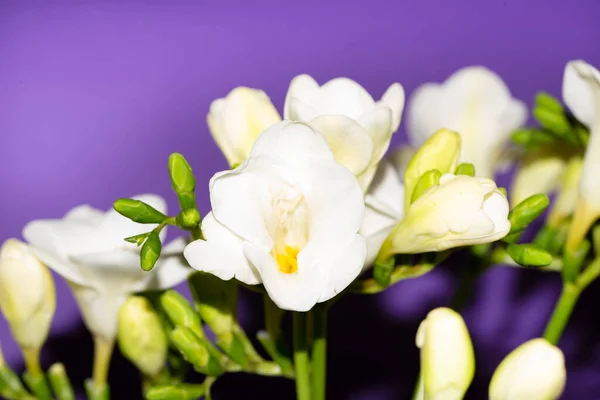 Beautiful White Flowers Purple Background — Stock Photo, Image