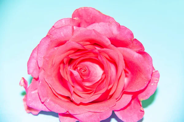 Hermosa Flor Rosa Tierna Vista Cerca — Foto de Stock