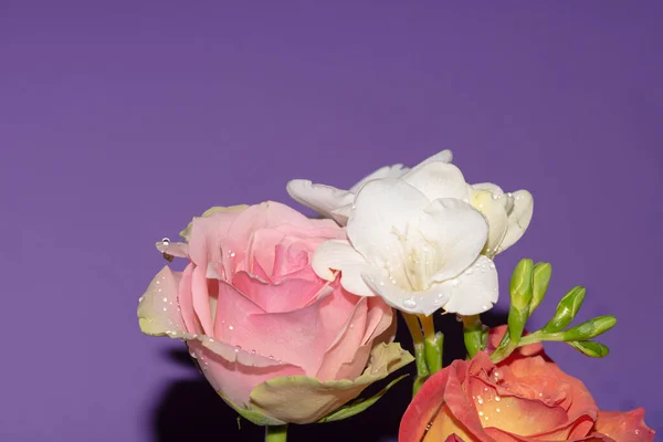 Mor Arka Planda Güzel Farklı Çiçekler — Stok fotoğraf