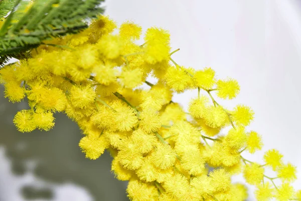 Hermosas Pequeñas Flores Amarillas Vista Cerca —  Fotos de Stock