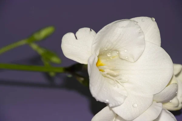 Mor Arka Planda Güzel Beyaz Çiçekler — Stok fotoğraf