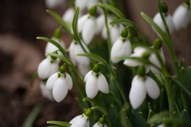 Ormanda küçük beyaz kardelen çiçekleri