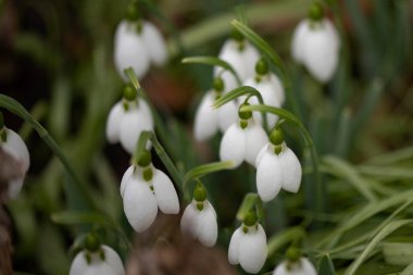 Ormanda küçük beyaz kardelen çiçekleri