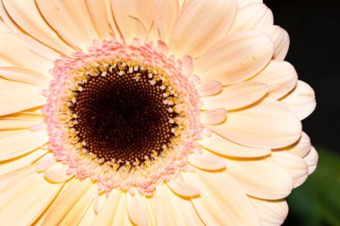 Güzel Gerbera çiçeği, yakın görüş, yaz konsepti.