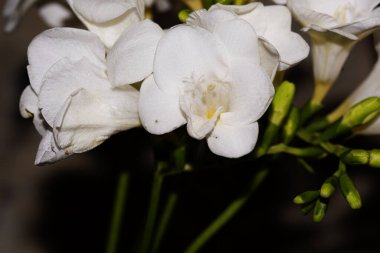 Küçük beyaz orkide çiçekleri. Çiçek konsepti